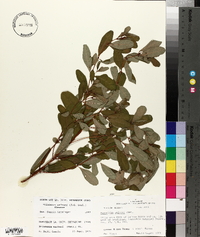 Triadenum walteri image