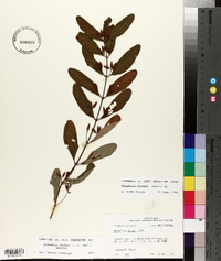 Triadenum walteri image