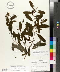 Triadenum walteri image