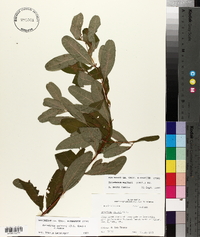 Triadenum walteri image