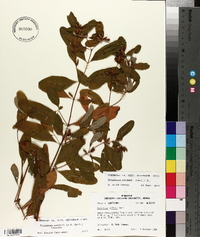 Triadenum walteri image