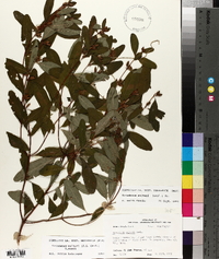 Triadenum walteri image