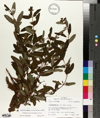 Triadenum walteri image