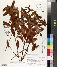 Triadenum walteri image