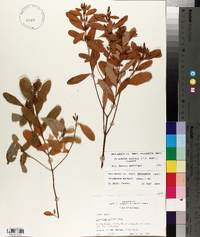 Triadenum walteri image