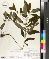 Triadenum walteri image