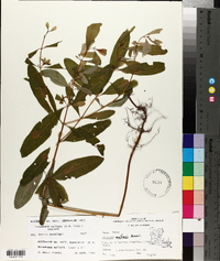 Triadenum walteri image
