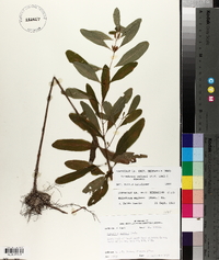 Triadenum walteri image