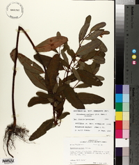 Triadenum walteri image