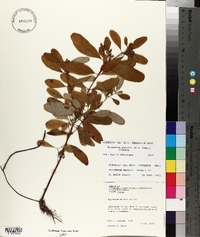 Triadenum walteri image