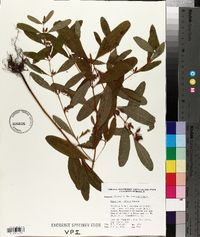 Hypericum walteri image