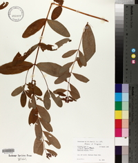 Hypericum walteri image