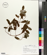 Hypericum walteri image