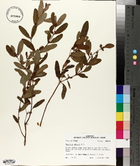 Hypericum walteri image