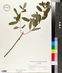 Triadenum walteri image