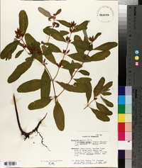 Hypericum walteri image