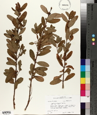 Hypericum walteri image