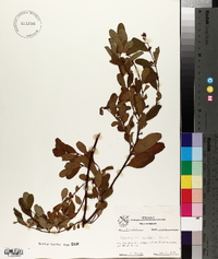 Hypericum walteri image