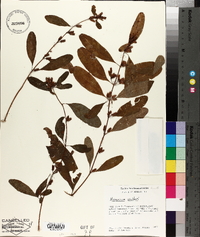 Hypericum walteri image