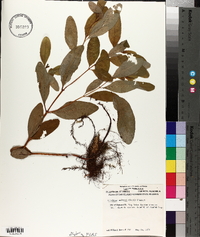 Triadenum walteri image