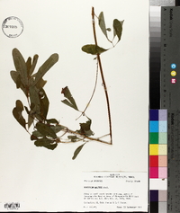 Hypericum walteri image