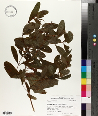 Triadenum walteri image