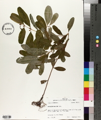 Hypericum walteri image