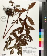 Triadenum walteri image