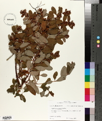 Hypericum walteri image
