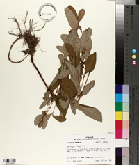 Hypericum walteri image