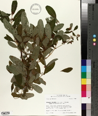 Triadenum walteri image
