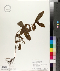 Triadenum walteri image