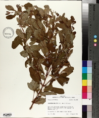 Triadenum walteri image
