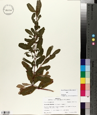 Triadenum walteri image