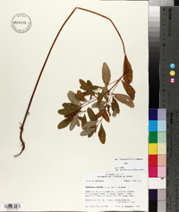Triadenum walteri image