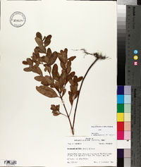 Triadenum walteri image