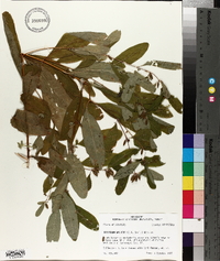 Triadenum walteri image