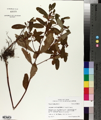 Triadenum walteri image