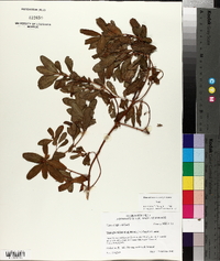 Triadenum walteri image