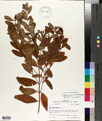 Triadenum walteri image