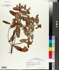 Triadenum walteri image
