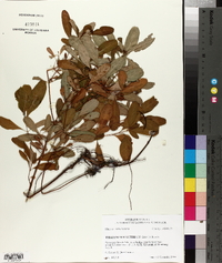 Triadenum walteri image