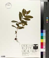 Hypericum virginicum image