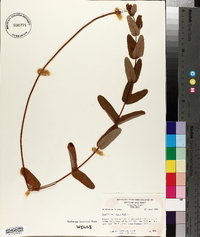 Hypericum virginicum image