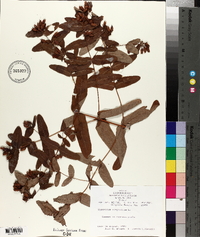 Hypericum virginicum image
