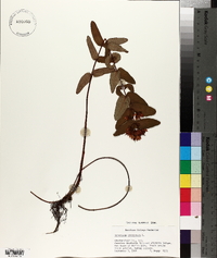 Hypericum virginicum image