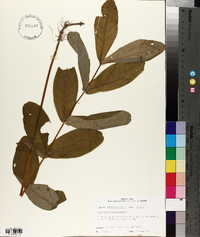 Hypericum virginicum image