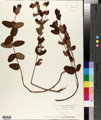Hypericum virginicum image