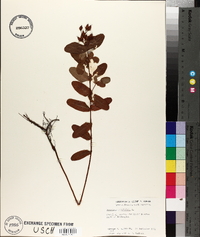 Hypericum virginicum image