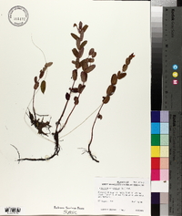 Triadenum virginicum image